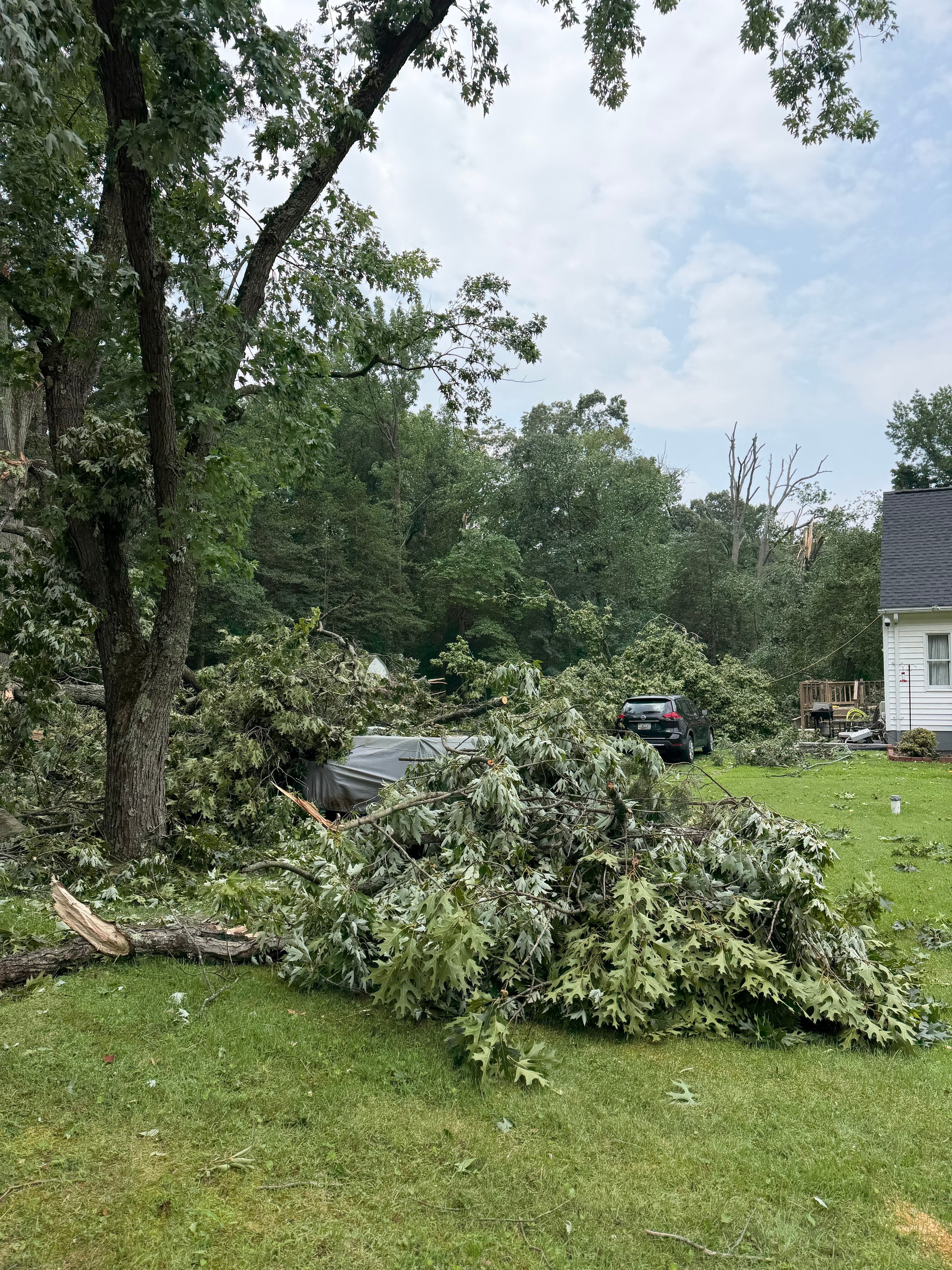 Close-up of massive root ball from storm-uprooted tree — emergency removal by licensed Maryland tree experts